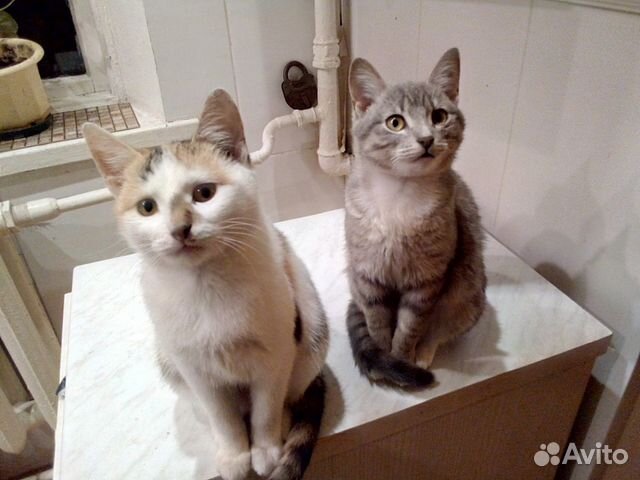 Кошечки в добрые руки