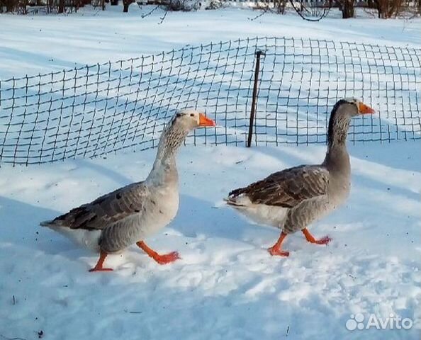 Два гусака. Тульский Гусь. Тульский боевой Гусь. Гуси Тульские горбоносые. Рейнская порода гусей.