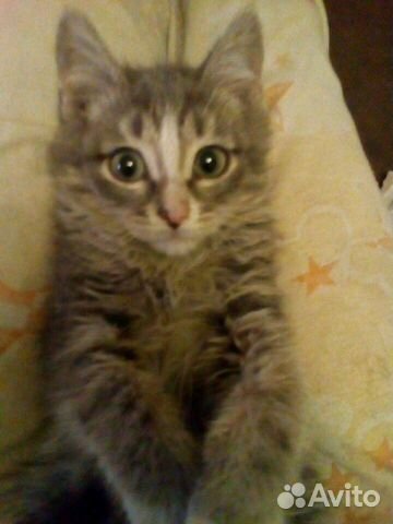 Котик, мальчик Котик, мальчик