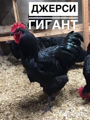 Суточные цыплята купить на Зозу.ру - фотография № 4
