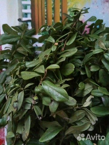 Брусника/ (куст., листья) Свежая из л