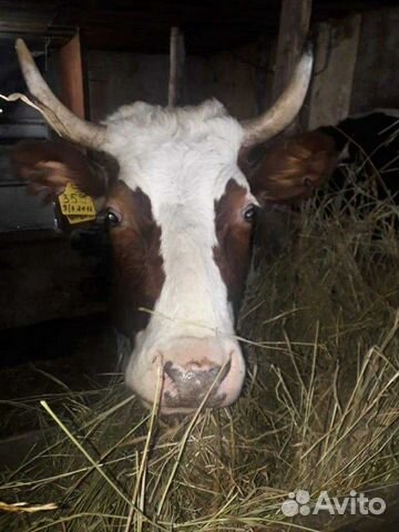 Корова с теленком купить на Зозу.ру - фотография № 5
