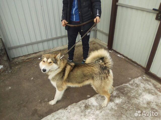 Собака лайка купить на Зозу.ру - фотография № 1