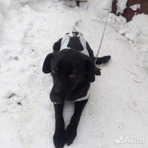 Собака стерелизованная купить на Зозу.ру - фотография № 1