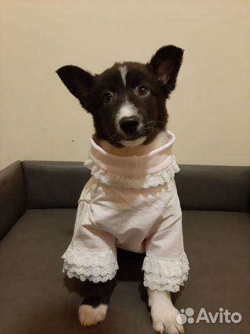 Отдам в добрые руки