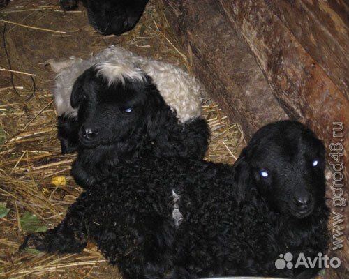 Продам овец с ягнятами и сеном купить на Зозу.ру - фотография № 2