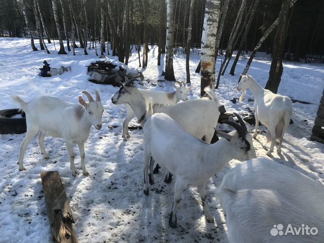 Коза, козлята, козы дойные купить на Зозу.ру - фотография № 2