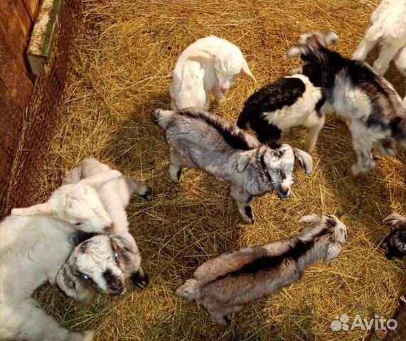 Продаю маленьких козлят купить на Зозу.ру - фотография № 6
