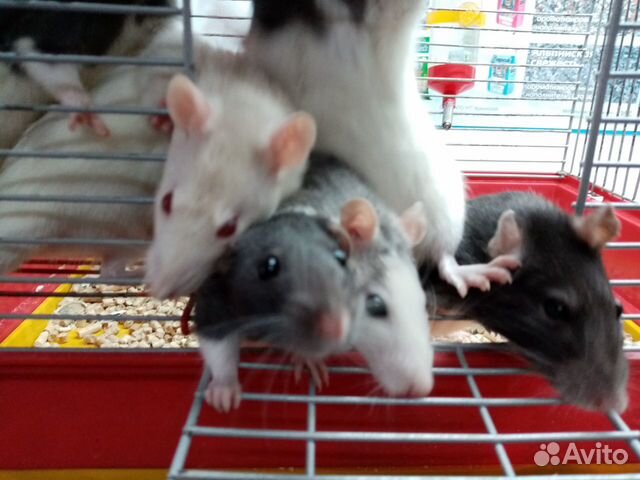 Крысята, крыса купить на Зозу.ру - фотография № 3