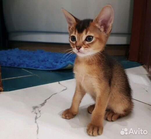 Абиссинские котята на подарок к 8 марта купить на Зозу.ру - фотография № 3