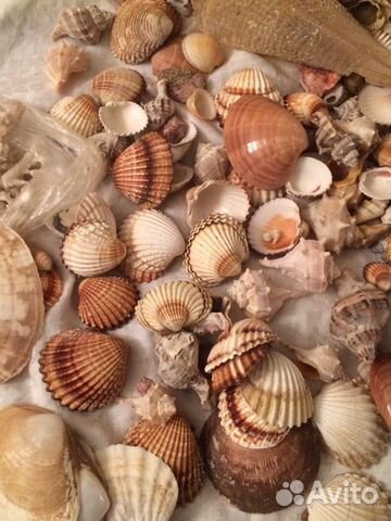 Ракушки,камешки,звезды морские Для аквариума