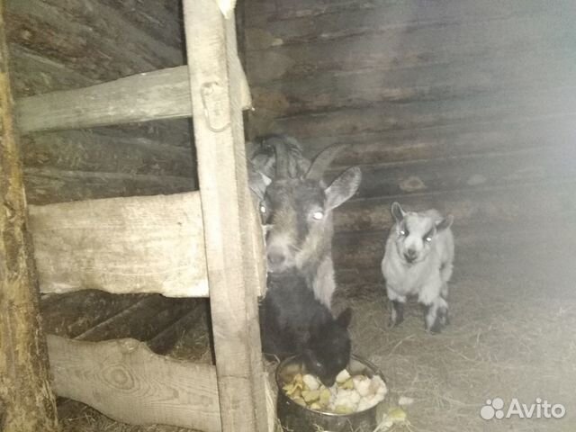 Продам козу с 2мя козлятами купить на Зозу.ру - фотография № 1