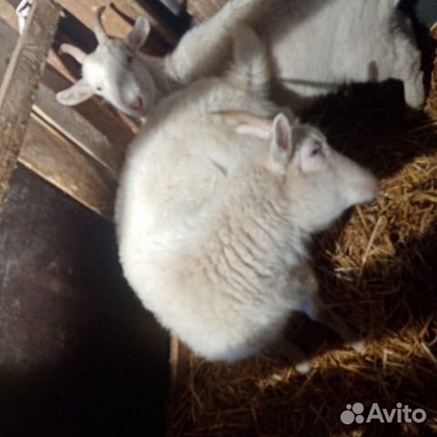 Продаётся пухово-молочной породы коза. Цена 6000 к купить на Зозу.ру - фотография № 3