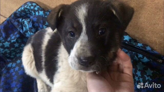 Питбультерьер щенок авито. Авито среднеазиатская овчарка щенки. Авито животные собаки в добрые. Щенки немецкой овчарки 4 недели. Щенок овчарки 2 недели.