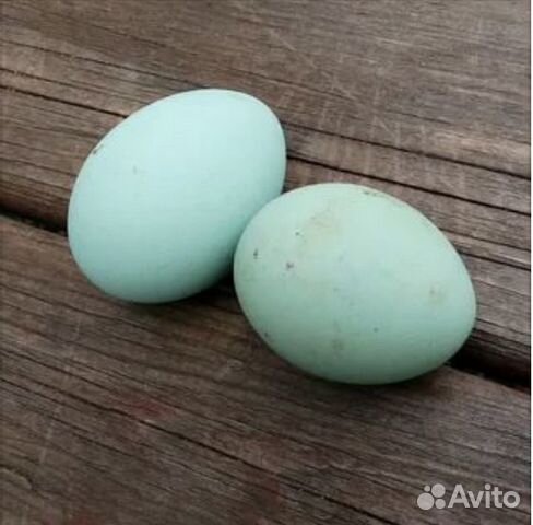 Яйцо инкубационное Льюянг купить на Зозу.ру - фотография № 1