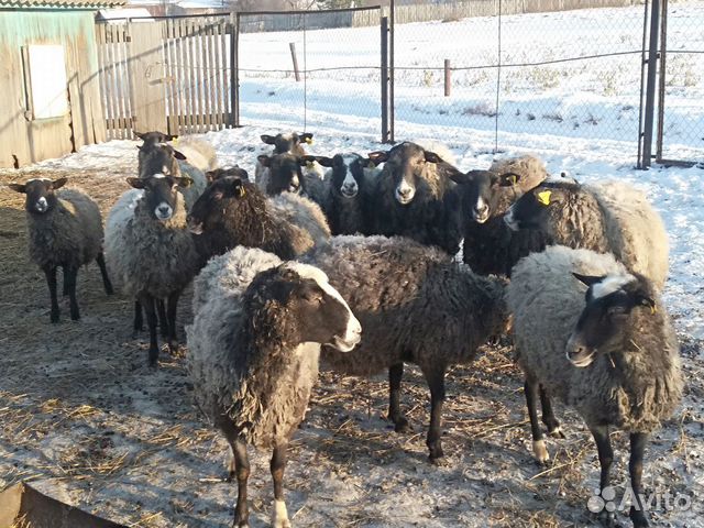 Продам овцы, ярки, бараны, егнят, овцы суягные раз купить на Зозу.ру - фотография № 10