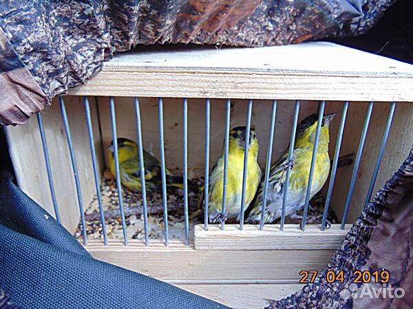 Лесные певчие птицы купить на Зозу.ру - фотография № 2