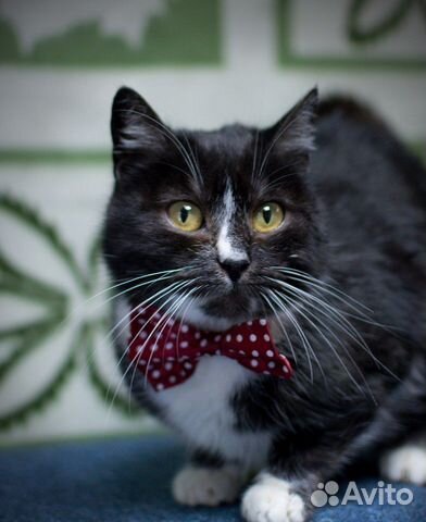 Кошка с необыкновенным окрасом купить на Зозу.ру - фотография № 5
