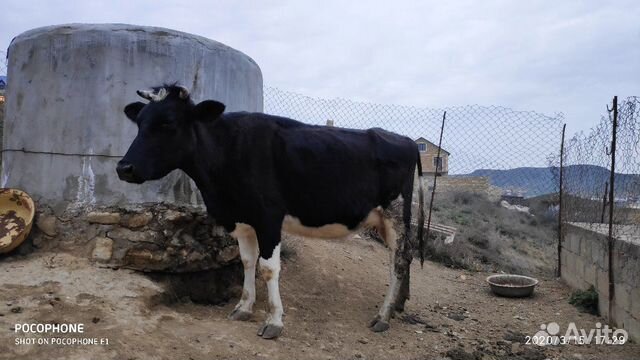 Корова с телёнком купить на Зозу.ру - фотография № 3