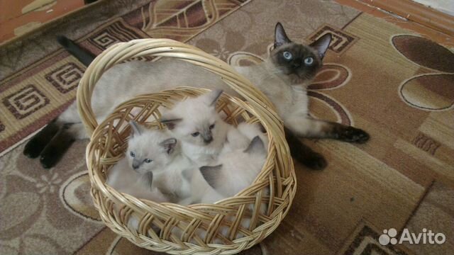 Тайские котята купить на Зозу.ру - фотография № 1