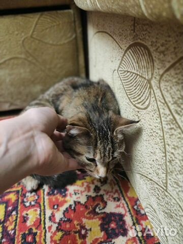 Кошечка в добрые руки купить на Зозу.ру - фотография № 3