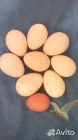 Яйцо инкубационное индюков широкогрудых купить на Зозу.ру - фотография № 1