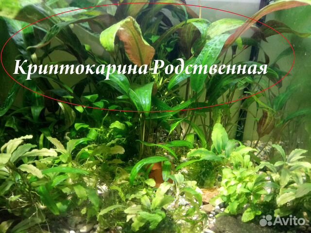 Коридорасы Штерба, макробранхиумы, растения купить на Зозу.ру - фотография № 5