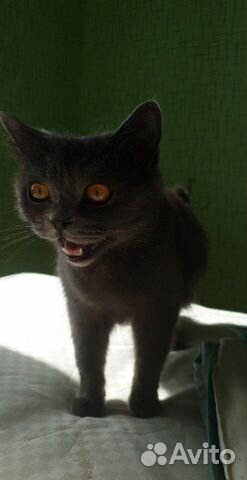 Британская кошечка ищет кота купить на Зозу.ру - фотография № 2
