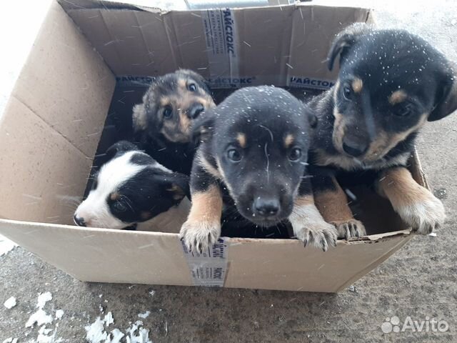 Дарим щенков купить на Зозу.ру - фотография № 1