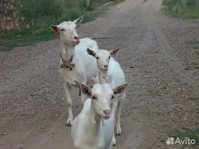 Молочные козы и козлята купить на Зозу.ру - фотография № 2