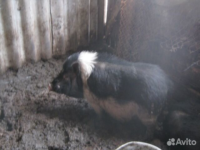 Вьетнамские свини на мясо и свинки купить на Зозу.ру - фотография № 1