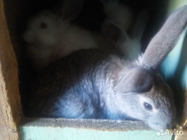 Кролики от 2 месяцев до 6 купить на Зозу.ру - фотография № 10
