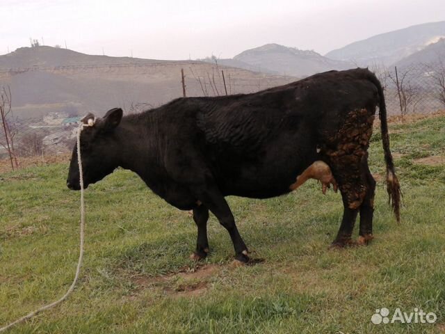 Продаётся корова в сел. Карамахи купить на Зозу.ру - фотография № 4