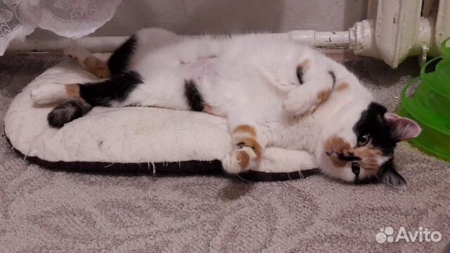 Кошечка Симона 1,5 года в дар в добрые руки Кошечка Симона 1,5 года в дар в добрые руки