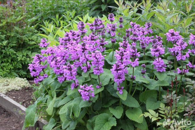 Буквица, вербейник монетчатый