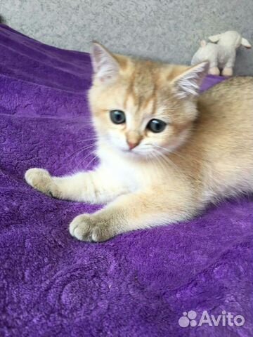 Котята Британские золотые тикированные Котята Британские золотые тикированные