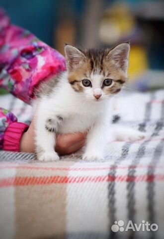 Котенок