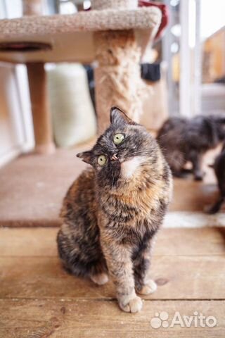 Кошка в добрые руки