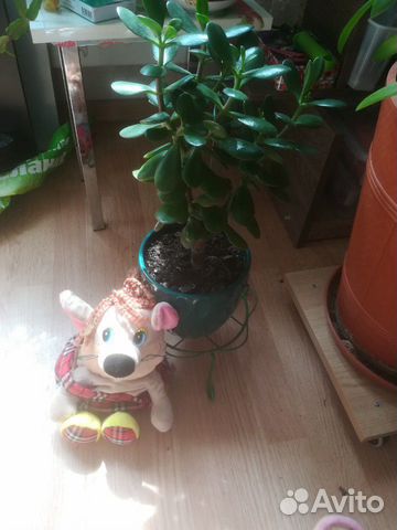 Толстянка (денежное дерево)