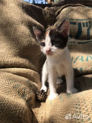 Котята в добрые руки Котята в добрые руки