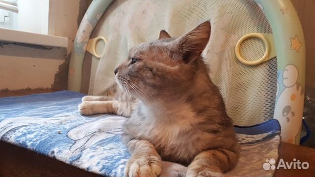 Молодой кот, кастрирован Молодой кот, кастрирован