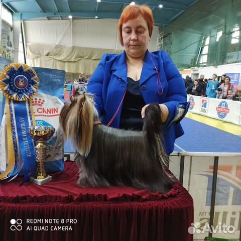 Красивый мальчик йоркширского терьера