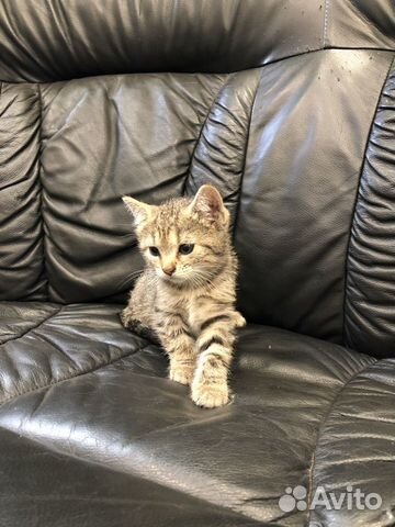 Веселые котята