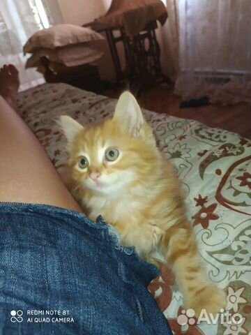 Котенок 2 месяца Котенок 2 месяца