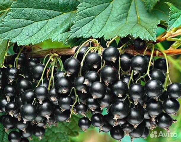 Саженцы черной и красной смородины, крыжовник