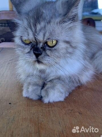 Кошки