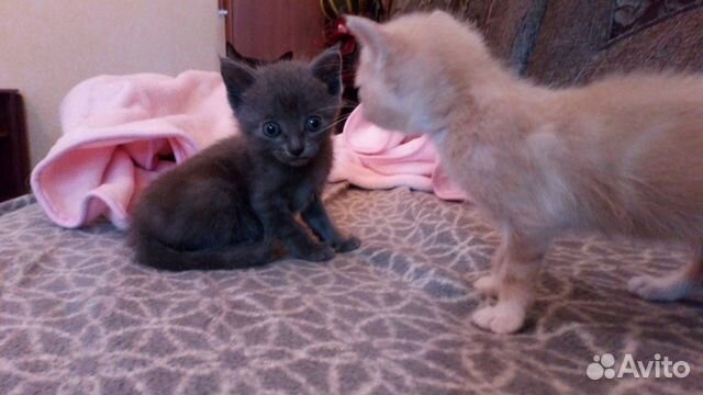 Котята в хорошие руки