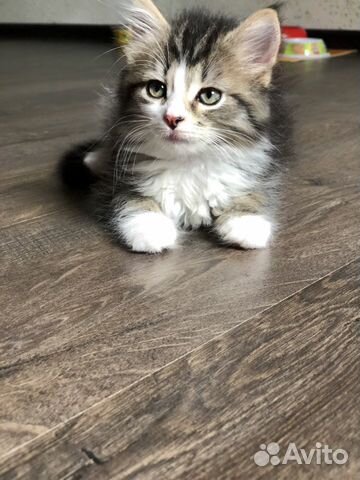 Кошка Кошка