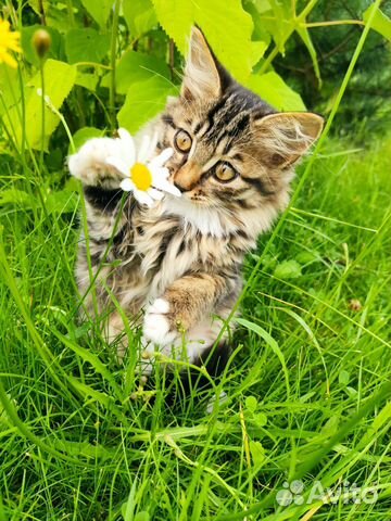 Котенок (кошечка) в добрые руки