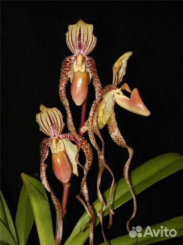 Paph.Angel Hair